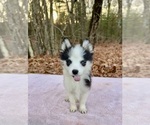 Puppy Dottie Pomsky