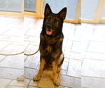 Small #2 German Shepherd Dog