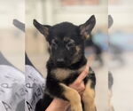 Small #1 German Shepherd Dog