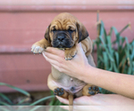 Small #1 Jug-Treeing Walker Coonhound Mix