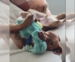 Small #4 Labrador Retriever Mix