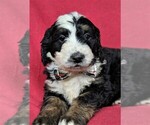 Small #5 Bernedoodle
