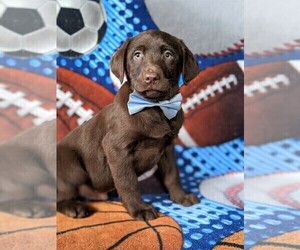 Labrador Retriever Puppy for sale in NEW HOLLAND, PA, USA