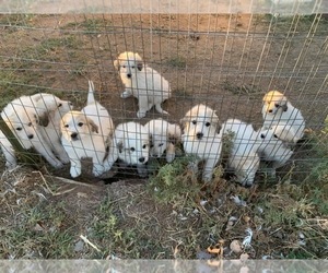 Great Pyrenees Puppy for sale in AKRON, CO, USA