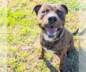 Labrador Retriever-Unknown Mix Dogs for adoption in Houston, TX, USA