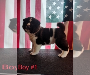 Akita Puppy for sale in CHEHALIS, WA, USA