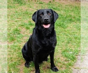 Mother of the Labrador Retriever puppies born on 03/13/2026