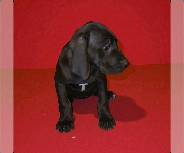 Medium Photo #6 Great Dane Puppy For Sale in DENHAM SPRINGS, LA, USA
