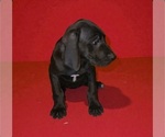 Small #5 Great Dane
