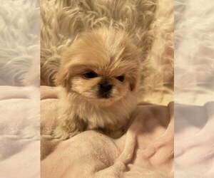 Pekingese Puppy for sale in LOS ANGELES, CA, USA