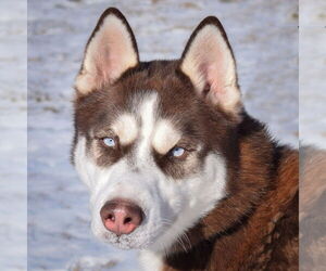 - Mix Dogs for adoption in Huntley, IL, USA