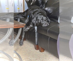Buckey - Male Labrador Retriever Dog for Adoption - Photo #2