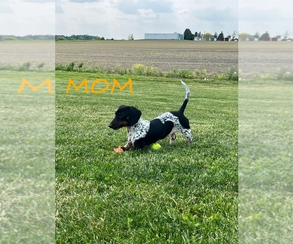 Medium Photo #1 Dachshund Puppy For Sale in WILLARD, OH, USA