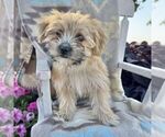 Small #2 Morkie