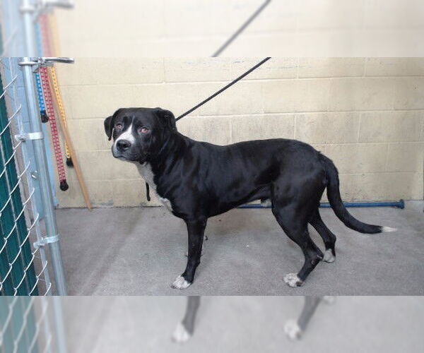 Medium Photo #1 Mutt Puppy For Sale in Downey, CA, USA