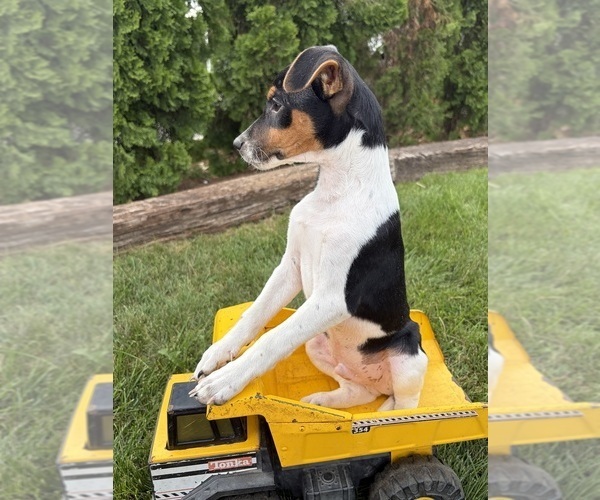 Medium Photo #4 Jack-Rat Terrier Puppy For Sale in MIDDLEBURY, IN, USA