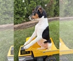Stetson - Male Jack-Rat Terrier Puppy for Sale - Photo #4