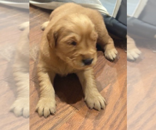 Medium Photo #1 Golden Retriever Puppy For Sale in GARDEN VALLEY, CA, USA