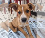 Small Mutt