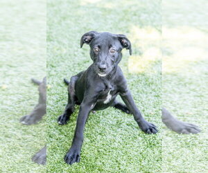 Wilder - Male Labrador Retriever-Unknown Mix Dog for Adoption - Photo #2