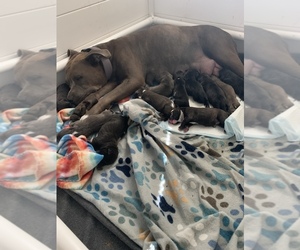 American Staffordshire Terrier-Rottweiler Mix Puppy for sale in WARWICK, RI, USA
