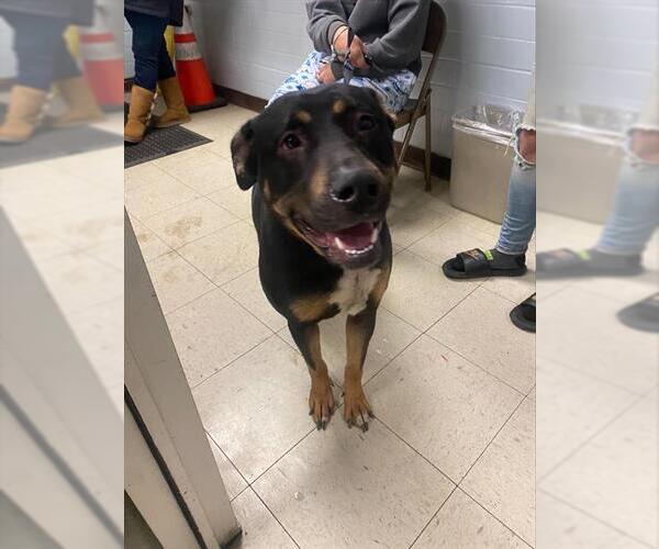 Medium Photo #1 Mutt Puppy For Sale in Stockton, CA, USA