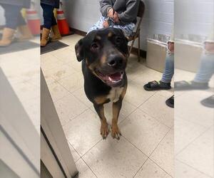 Mutt Dogs for adoption in Stockton, CA, USA