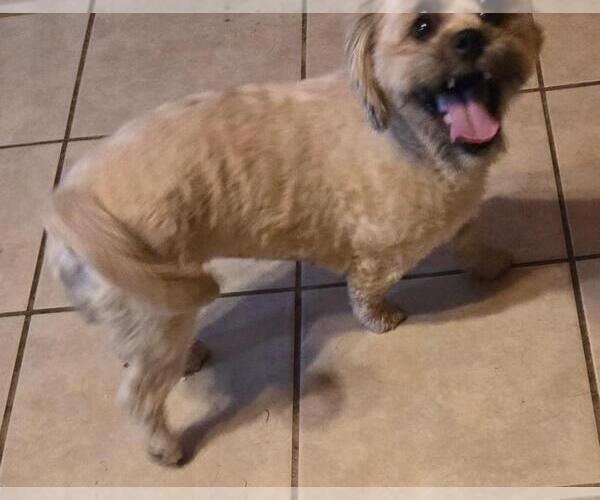 Medium Photo #4 Shih Tzu Puppy For Sale in San Antonio, TX, USA