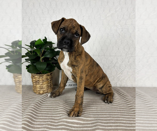 Medium Photo #2 Boxer Puppy For Sale in GREENFIELD, IN, USA