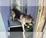 Small #47 German Shepherd Dog