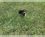 Small Photo #31 Beagle Puppy For Sale in COLDSPRING, TX, USA