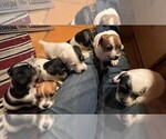 Small Photo #9 Jack Russell Terrier Puppy For Sale in BOISE, ID, USA