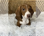 Small Photo #5 Dachshund Puppy For Sale in CANOGA, NY, USA