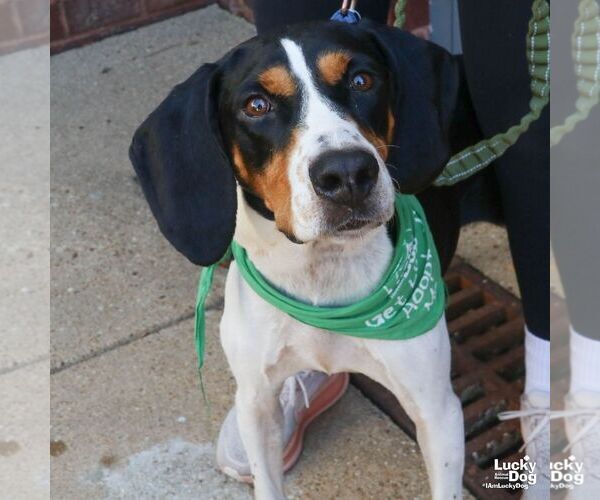 Medium Photo #4 Bluetick Coonhound-Coonhound Mix Puppy For Sale in Washington, DC, USA