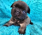 Small #5 French Bulldog