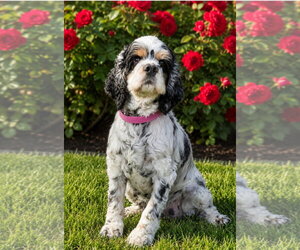 Cocker Spaniel Dogs for adoption in Bon Carbo, CO, USA