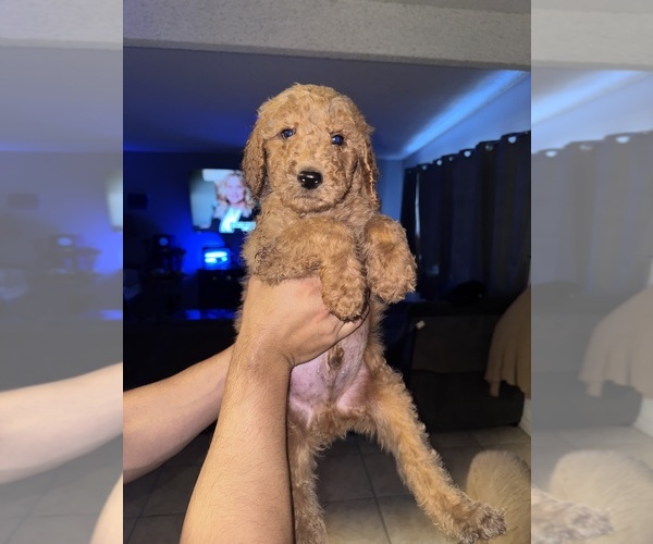 Medium Photo #1 Goldendoodle Puppy For Sale in SAN BERNARDINO, CA, USA