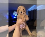 Small Goldendoodle