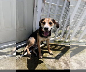 Medium Labrador Retriever Mix