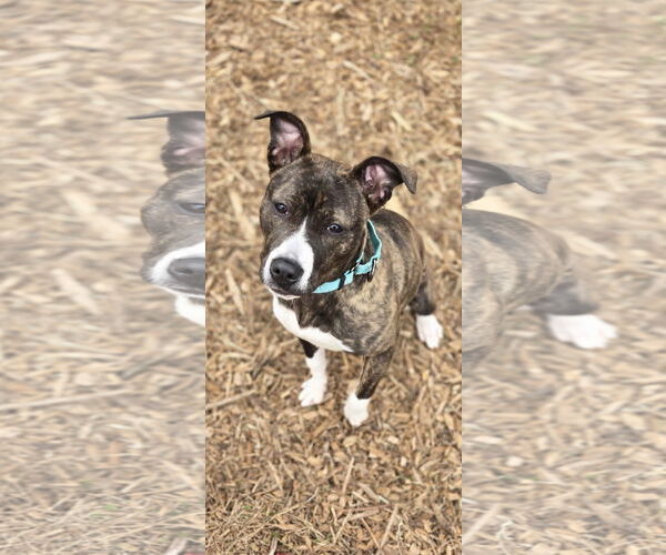 Medium Photo #6 Mutt Puppy For Sale in Rustburg, VA, USA