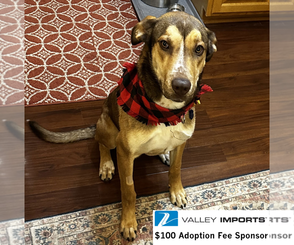 Medium Photo #2 German Shepherd Dog-Great Dane Mix Puppy For Sale in Fargo, ND, USA