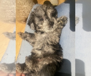 Lhasa Apso-Poodle (Standard) Mix Puppy for sale in E BRUNSWICK, NJ, USA