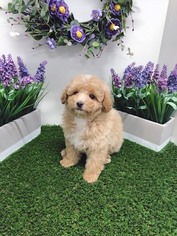 Poodle (Toy) Puppy for sale in LAS VEGAS, NV, USA