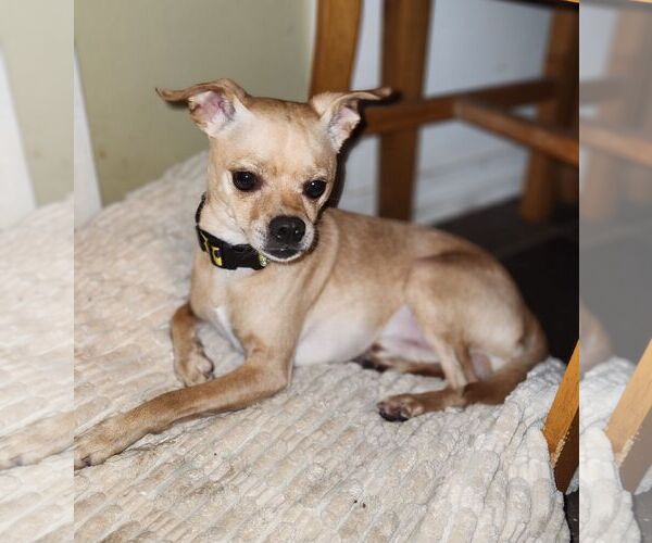 Medium Photo #1 Chihuahua Puppy For Sale in New Orleans, LA, USA