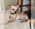 Small Chihuahua