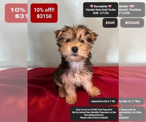 Yorkshire Terrier Puppy for sale in TUCSON, AZ, USA