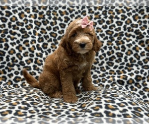 Double Doodle Puppy for sale in LAKELAND, FL, USA