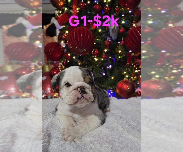 Medium Photo #2 English Bulldog Puppy For Sale in FRESNO, CA, USA
