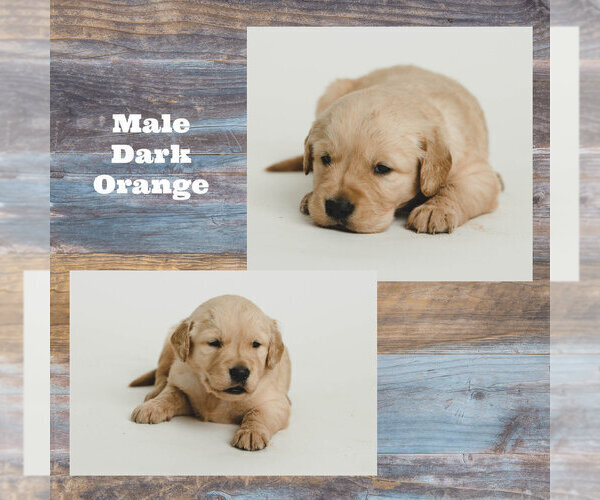 Medium Photo #1 Golden Retriever Puppy For Sale in MUTUAL, OK, USA