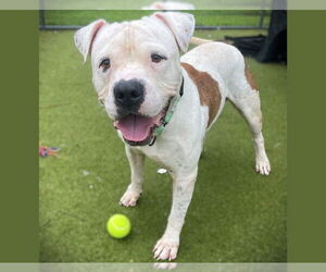 American Pit Bull Terrier Dogs for adoption in Naples, FL, USA
